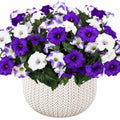 Künstliche Petunien Blumengesteck Lila/Weiß im Strickkorb