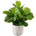 Künstliche Pflanze Ficus Lyrata im Keramiktopf, Grün, 50 cm