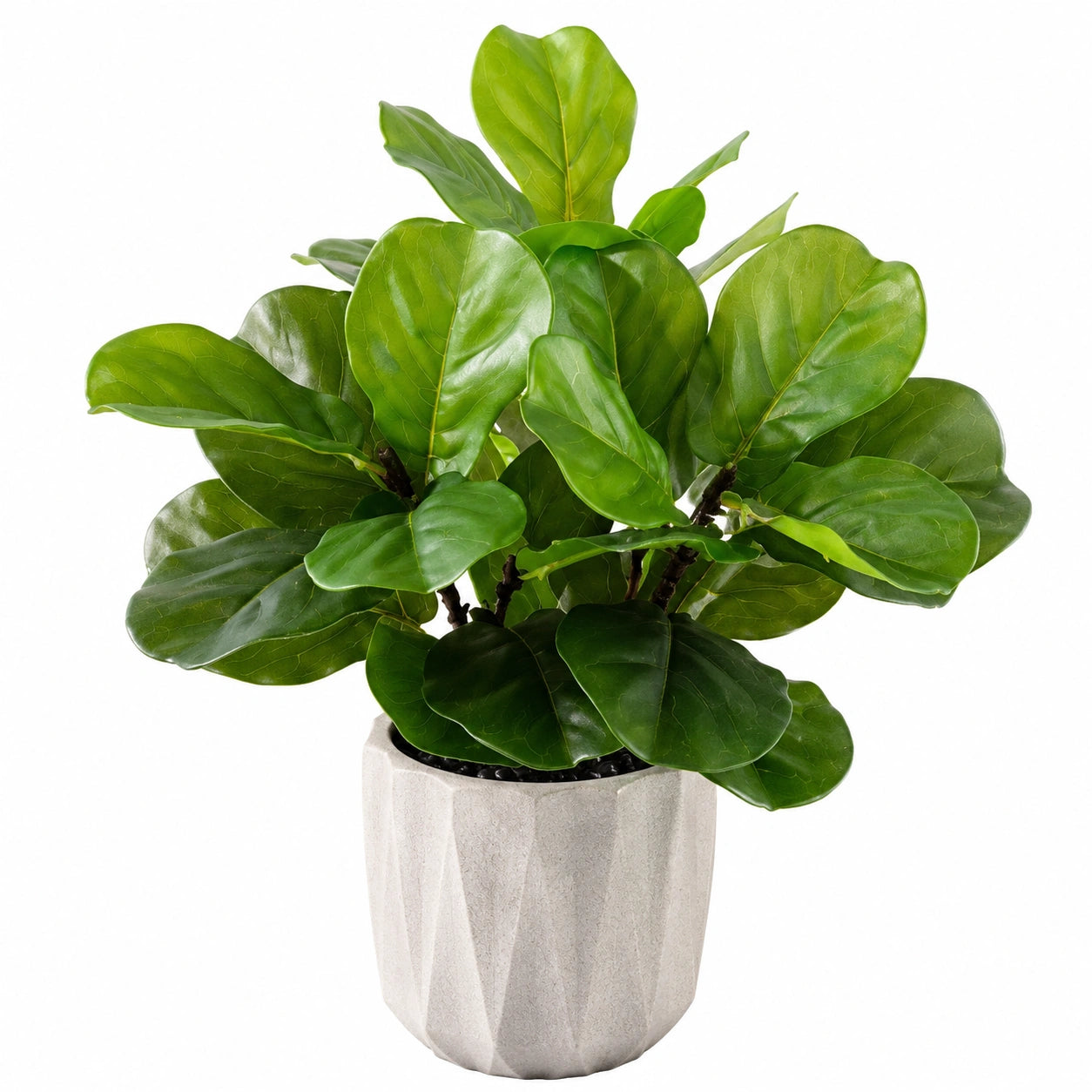 Künstliche Pflanze Ficus Lyrata im Keramiktopf, Grün, 50 cm