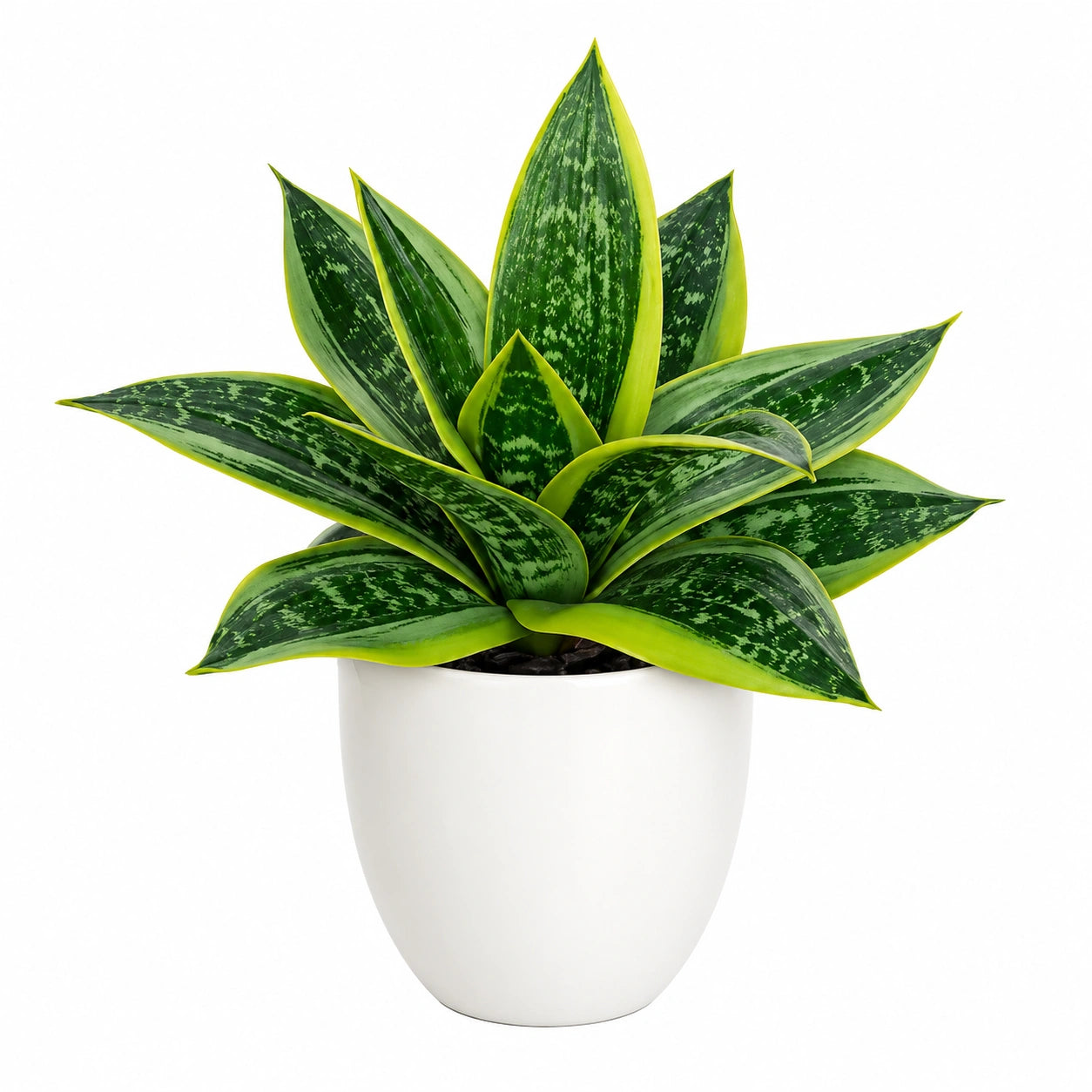 Künstliche Sansevieria im weißen Keramiktopf Grün-Gelb, 45 cm